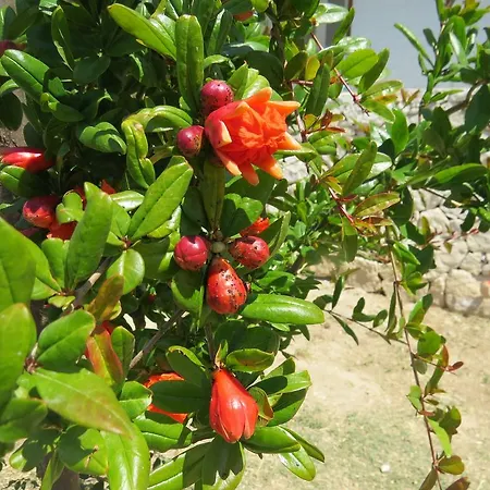 Fiori Di