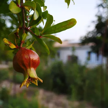 Fiori Di