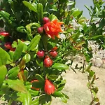 Fiori Di